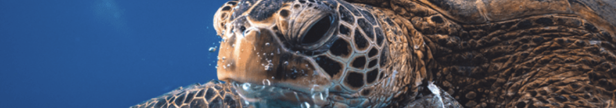 Cultura RSC 5 cultura3 | APPIAGROUP.IO